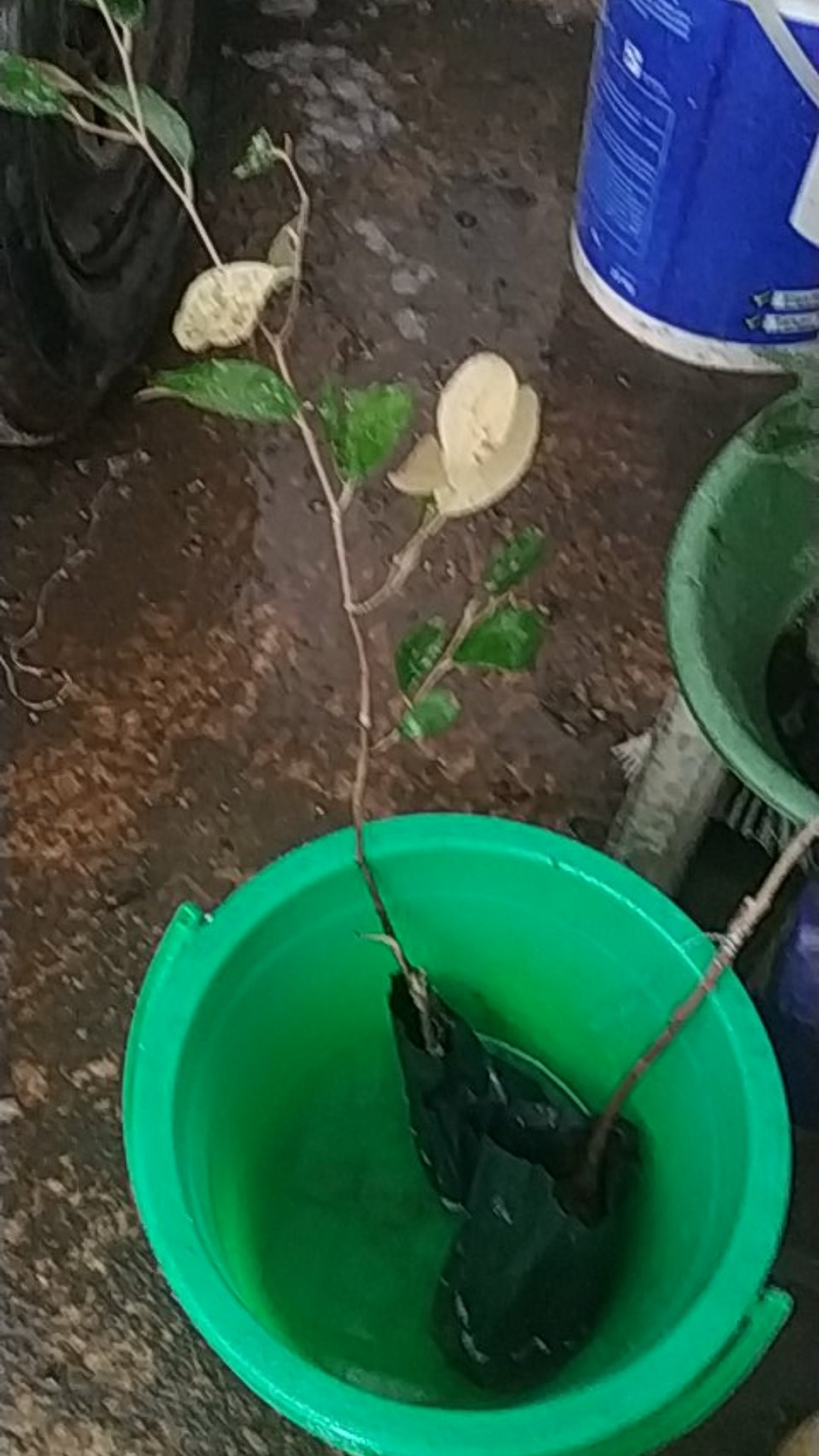 Bibi Kelengkeng Matalada Cepat Berbuah