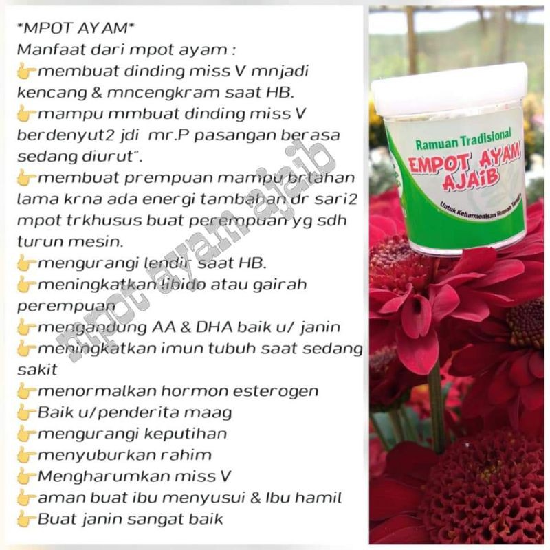 MPOT AYAM MIMI AJAIB