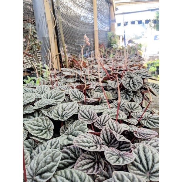 Tanaman peperomia red silver