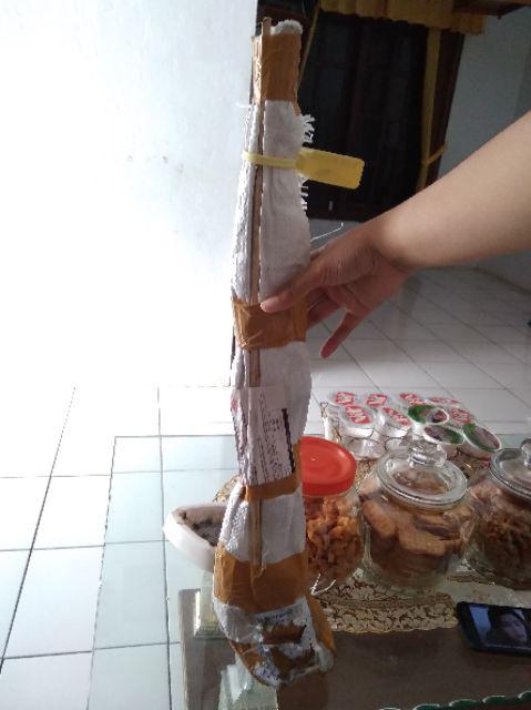 Bibit Jeruk Mandarin 400 Gram / Bibit