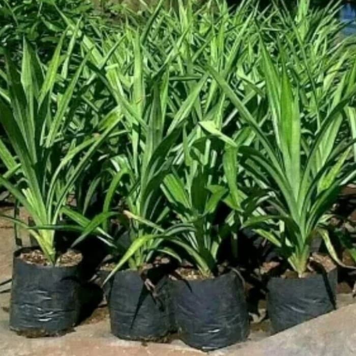 tanaman hias pandan wangi pohon pandan wangi