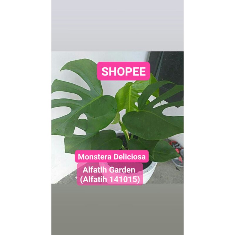 tanaman hias monstera deliciosa-Monstera Deliciosa-Deliciosa Tanaman Monstera Deliciosa-DELICIOSA