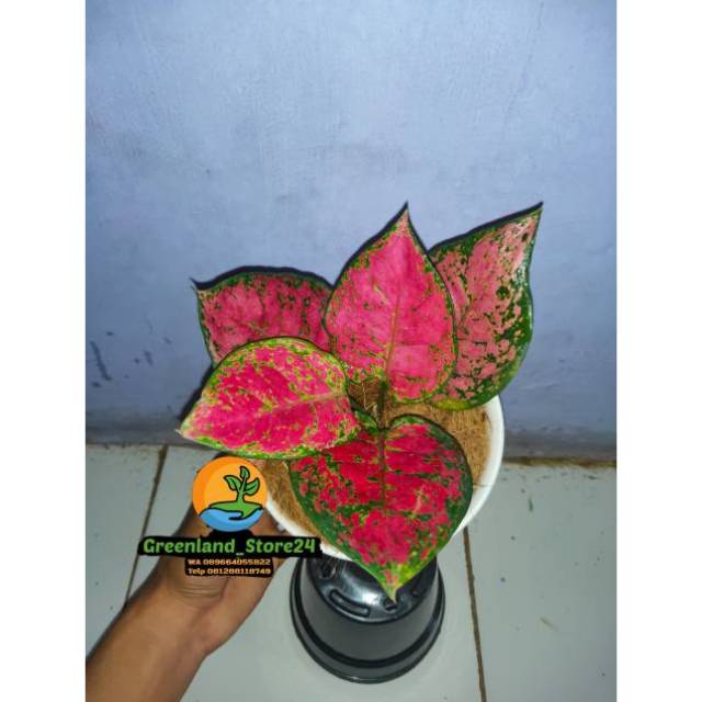 aglonema dud anjamani - bibit aglonema - aglaonema - bibit aglaonema - aglaonema dud anjamani