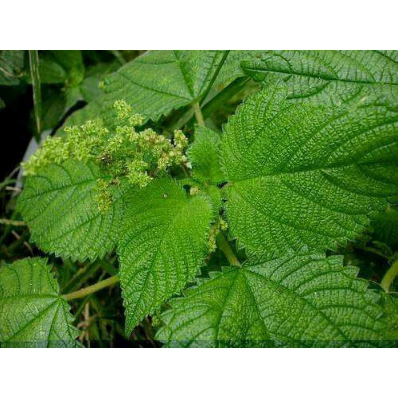 

Daun Jelatang Segar Paket 1 kg