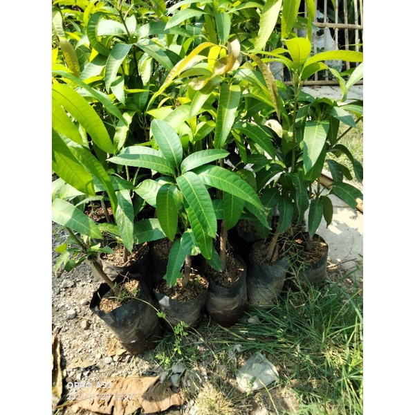 bibit buah mangga kiyojay