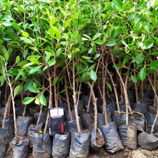 Bibit beringin (kimeng)