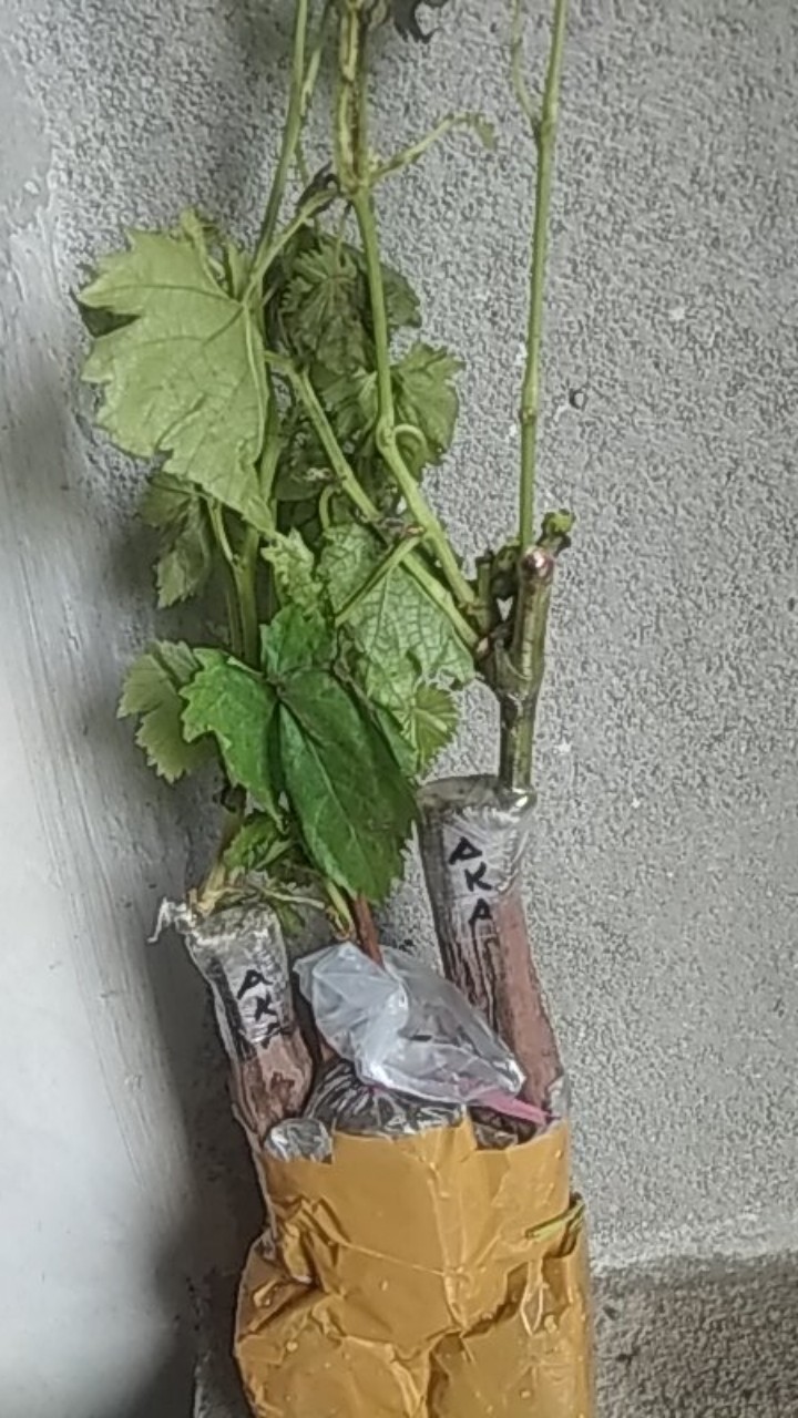 Bibit Anggur Import Akademik