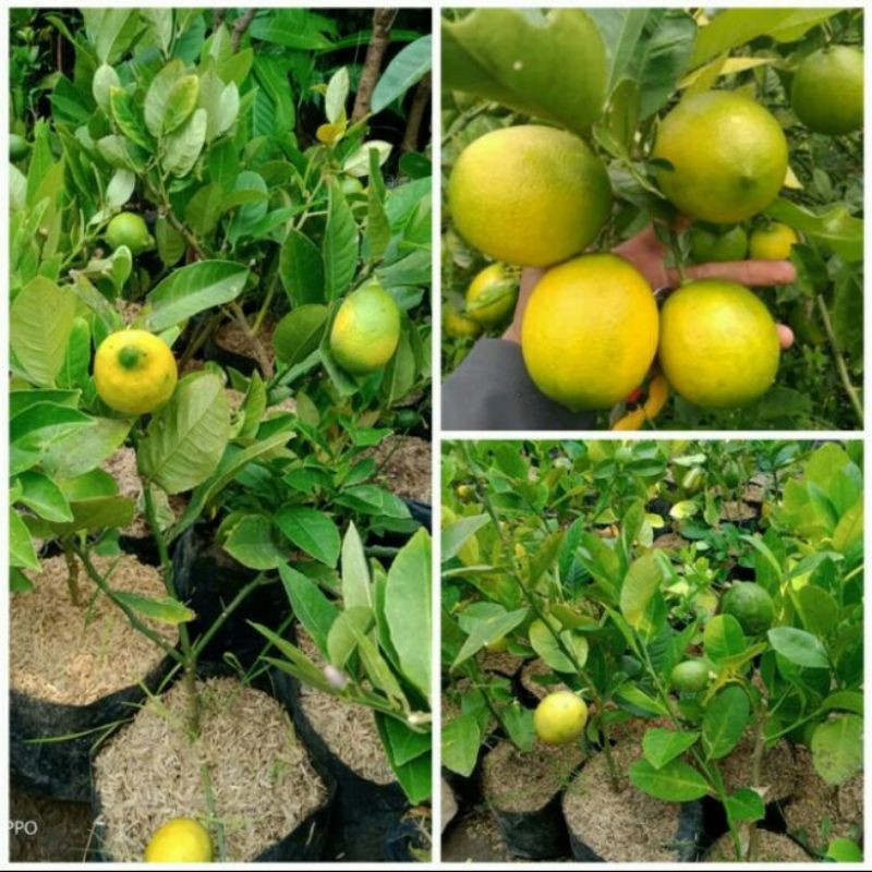 Bibit pohon jeruk lemon California/Tanaman buah jeruk lemon California