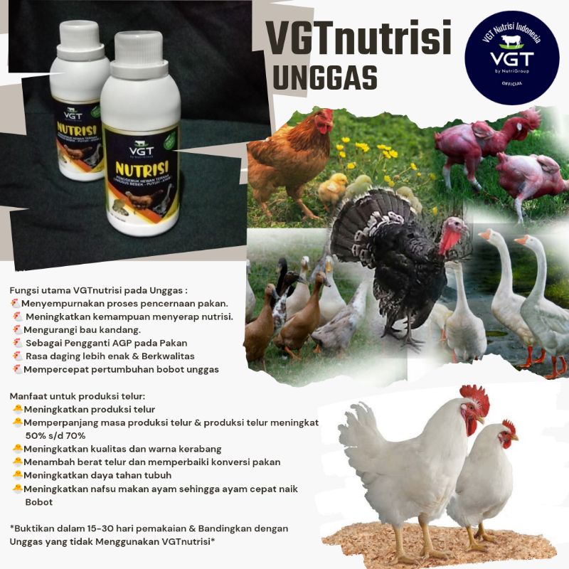 VGT nutrisi probiotik ayam kampung broiler bebek itik unggas kalkun entok bebek peking ayam kampung 
