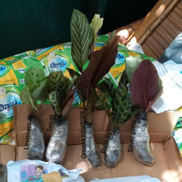 Paket 5 Tanaman Hias Calathea-kalatea