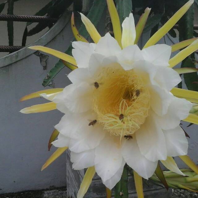 018396567hanif