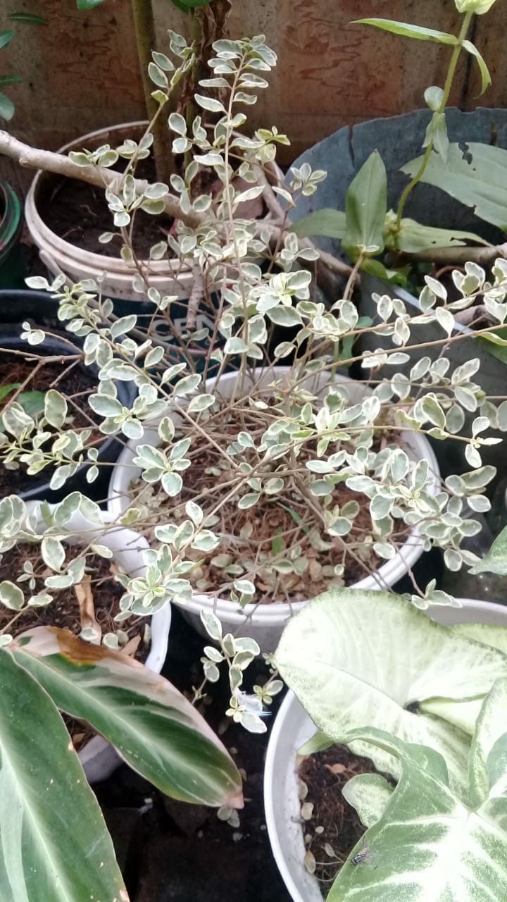 Paket Starter Kit Hidroponik (wick System) 9 Lubang 2 Bak