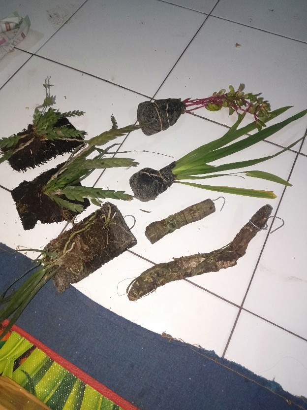 Dendrobium Leonis / Anggrek Lipan