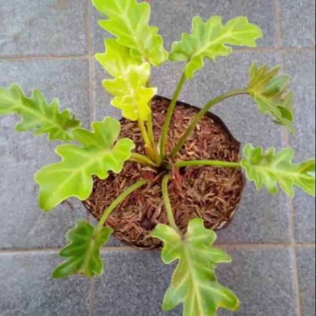 Tanaman hias philodendron xanadu mini