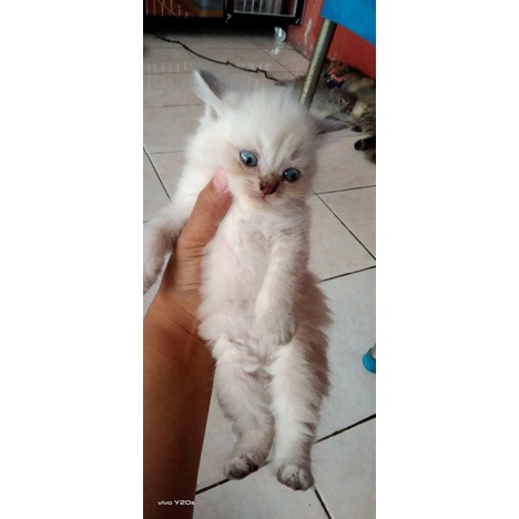 kucing kitten himalaya