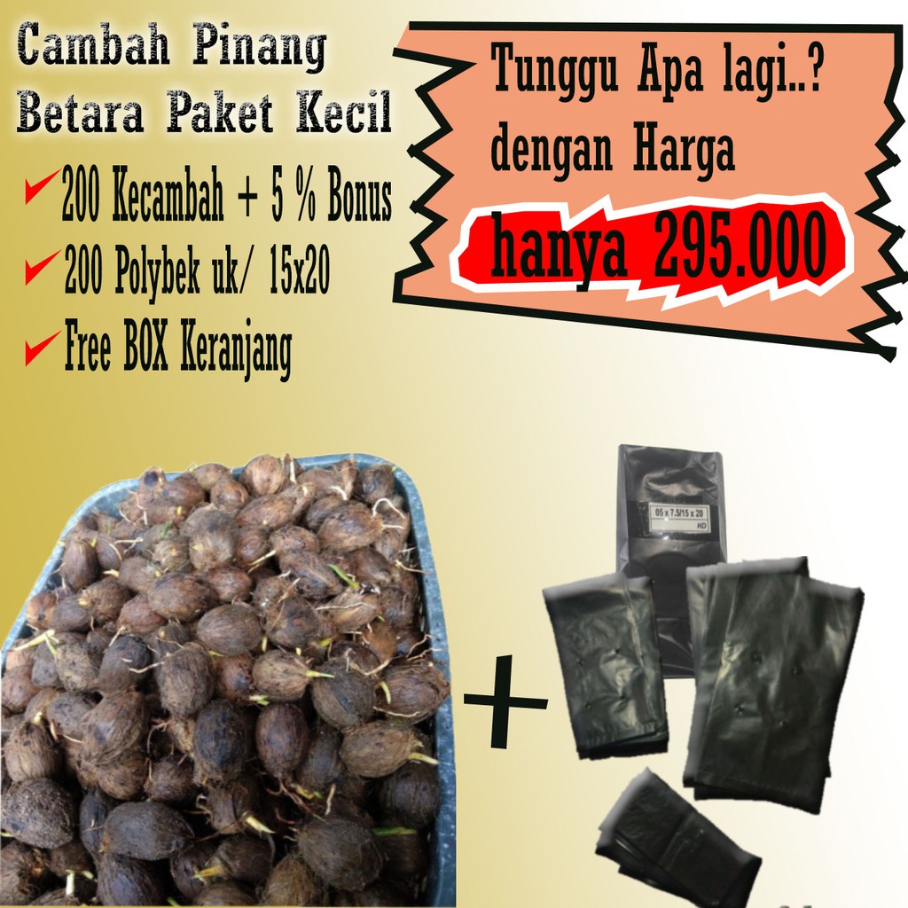 PAKET PINANG BETARA /PAKET JUMBO/PAKET PINANG UNGGUL/PINANG BETARA KECAMBAH/PINANG HARGA TERMURAH