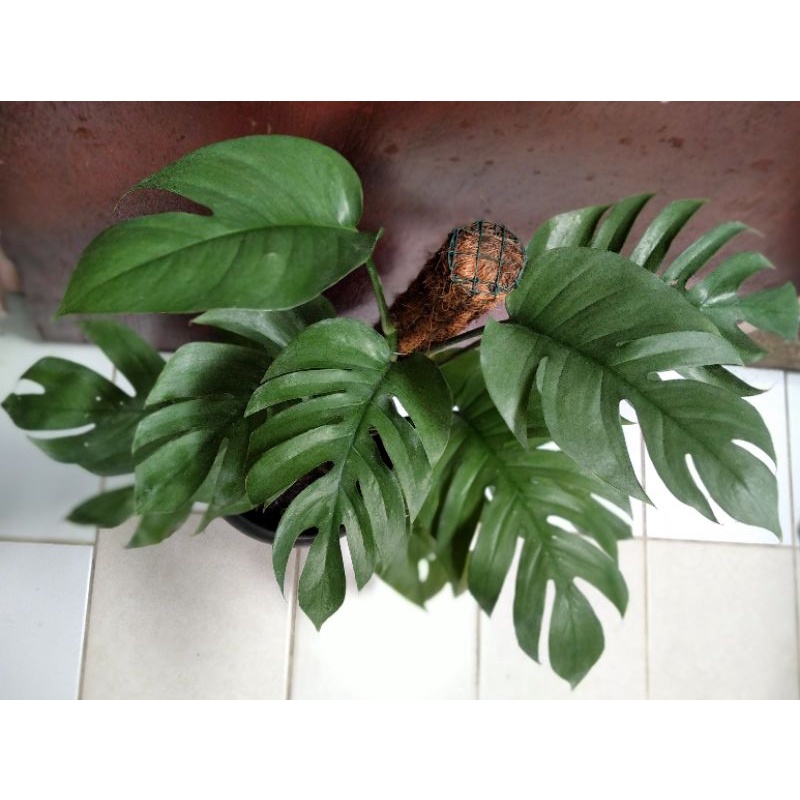 Epipremnum cebublue cebu blue