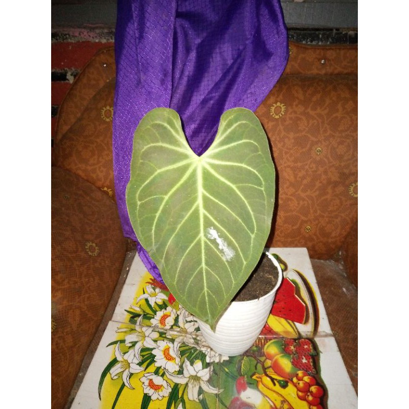 tanaman kuping gajah betmen alias kalong