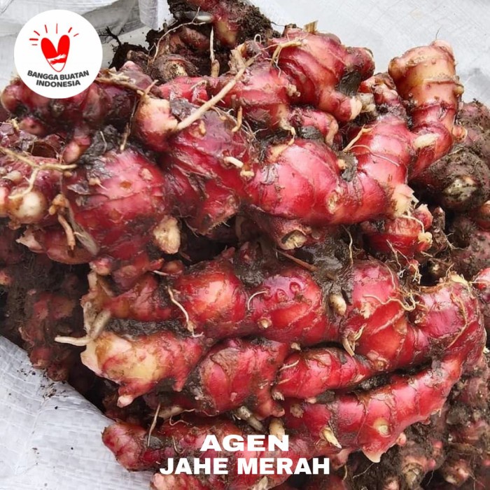 

TRADISIONALMINUMAN- JAHE MERAH FRESH 1KG / JAHE MERAH MEDAN SUPER SEGAR 1 KG -MINUMAN-TRADISIONAL.