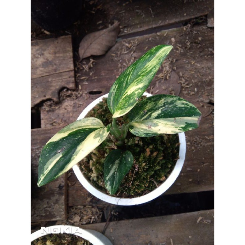 Philodendron Stenleyana Varigata Kuning