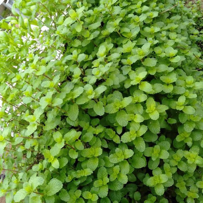 

MANJUR DAUN MINT SEGAR 50 GR ( FRESH PACKING ) !