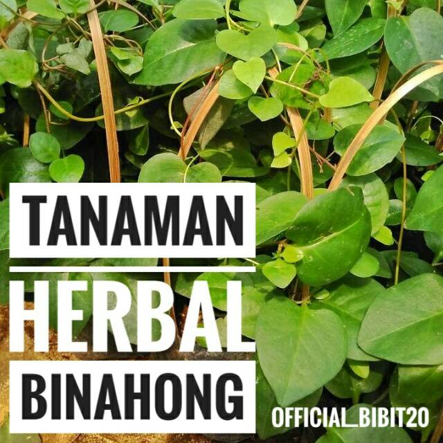 Bibit Binahong || Tanaman Herbal Binahong
