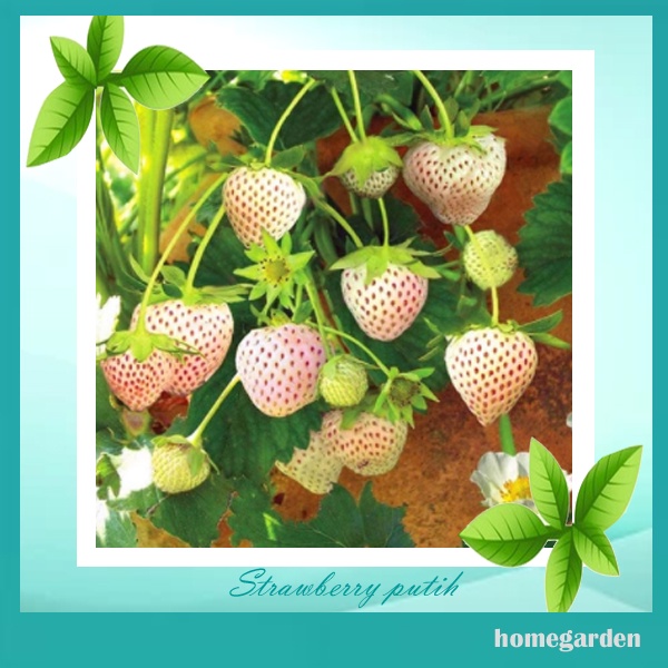 Benih Strawberry Putih Bibit Strawberry Bibit Tanaman Buah Benih Kebun Mini