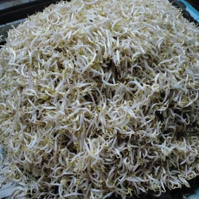 

SAYURAN TOGE