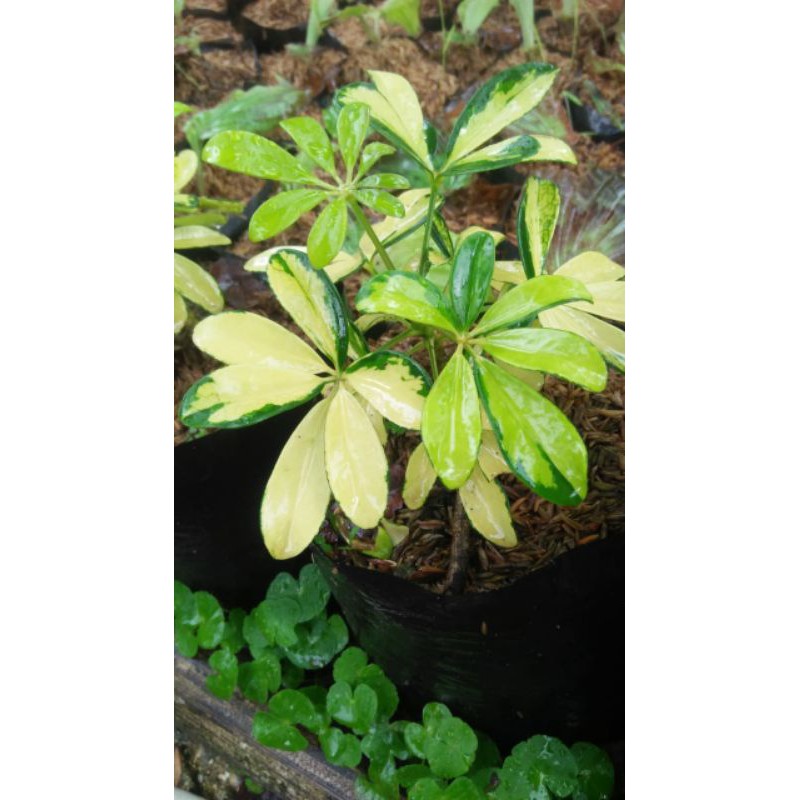 TANAMAN HIAS WALI SONGO VARIEGATA