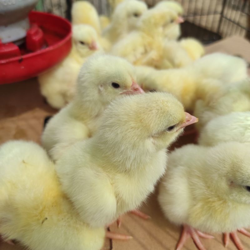 

anak ayam broiler cepat gede pitik pedaging