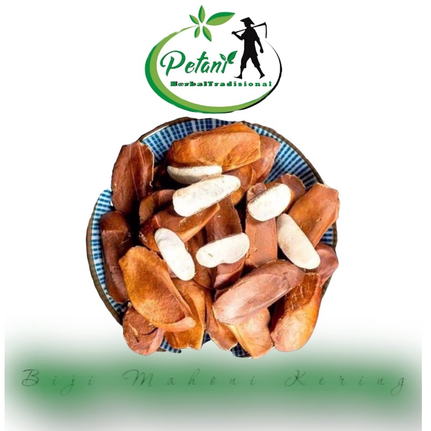 Biji benih bibit mahoni kering 200 gram biji mahoni kering