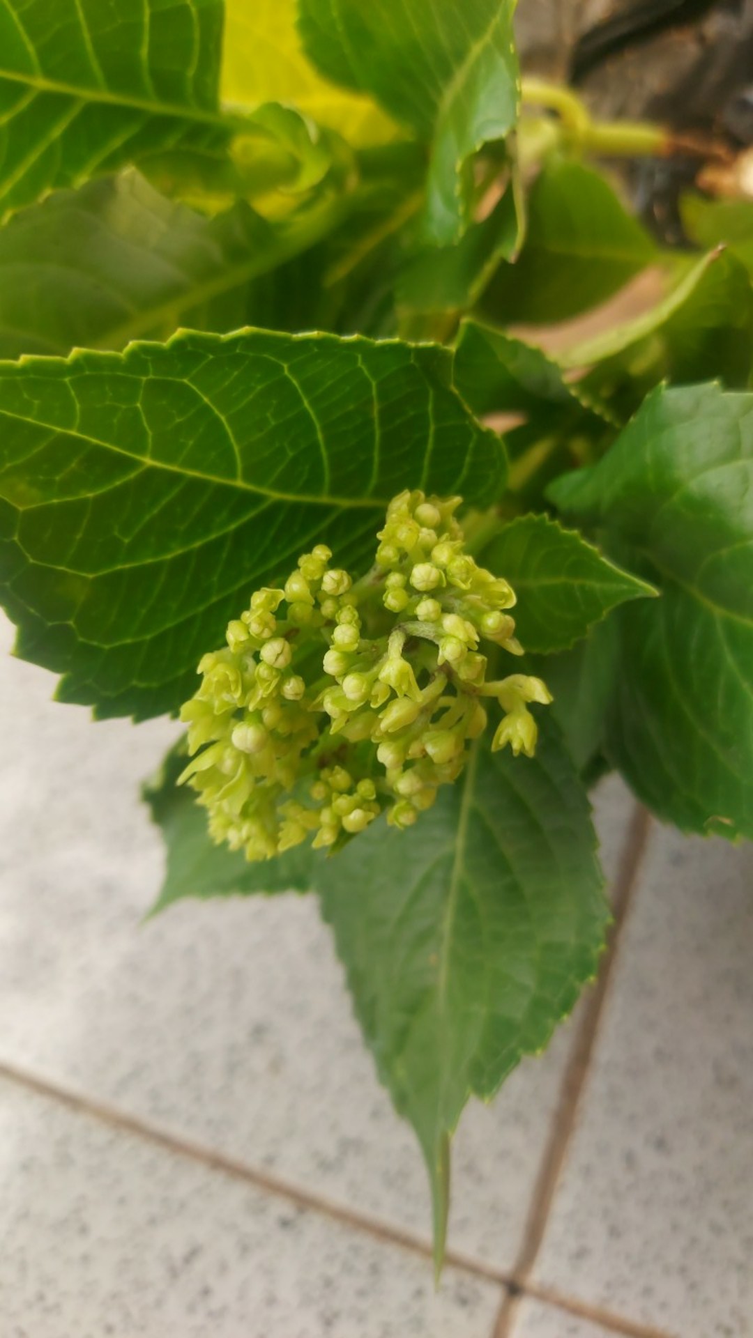 Rotansia / Hydragena/ Panca Warna