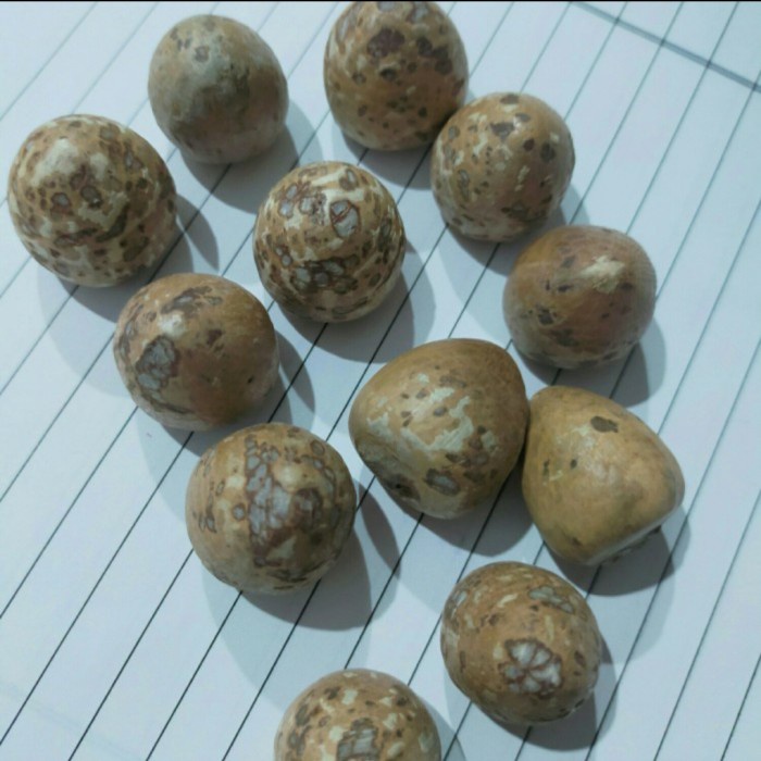 

Obat Herbal Alami Biji Pinang Tua / jambe Murah