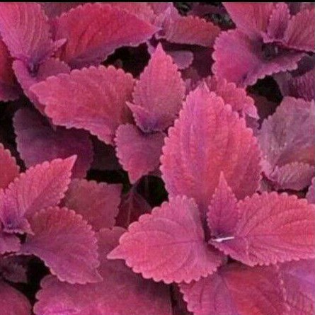 miana merah daun lebar