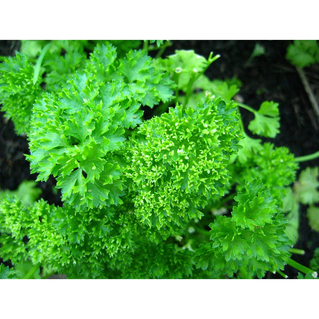 Benih-Bibit Chervil Curled (Haira Seed)