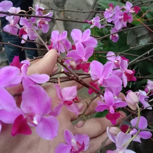 anggrek doritis lidah merah