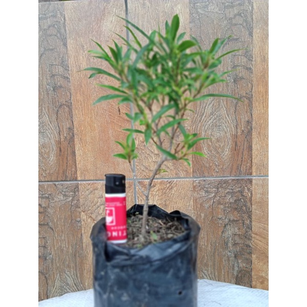 Bibit Bonsai Ficus Afrika / beringin afrika