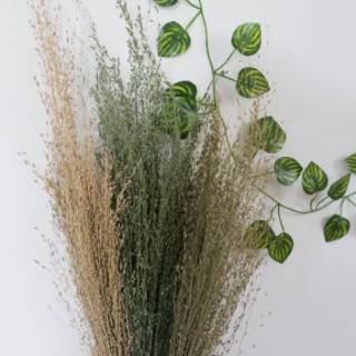 Green Grass Bunga Kering  Dekorasi  Rustic  Buket Craft Mahar 