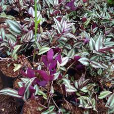 Tanaman Hias Bunga Tradescantia Zebra Purple - tanaman bunga gantung bergaransi