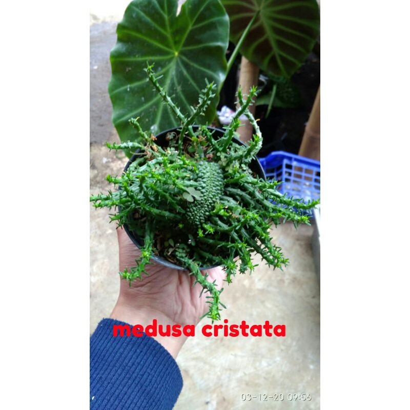 medusa cristata