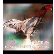 Telur fertil ayam pakoy brakot dan brutal