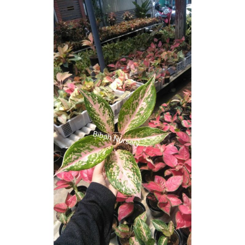 aglaonema silver bell