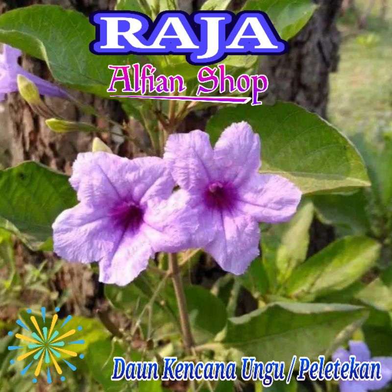 

Daun Kencana Ungu Atau Peletekan Segar 250 Gram