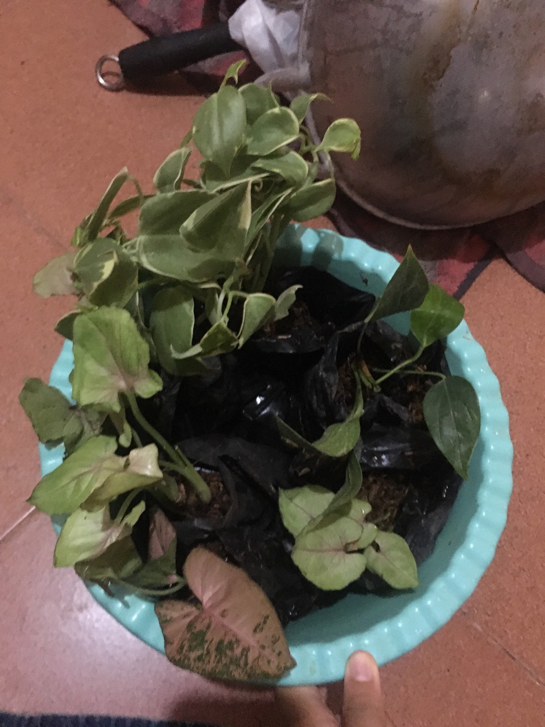 Tanaman Hias Bunga Anthurium  Lady Jane