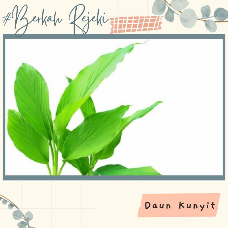 

daun kunyit/kunir/daun segar bebas pestisida fress baru dipetik saat ada orderan super murah kemasan 100 gram