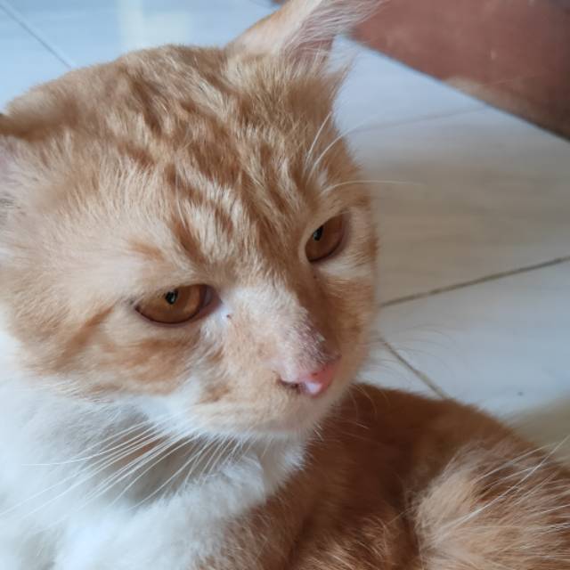 aini152