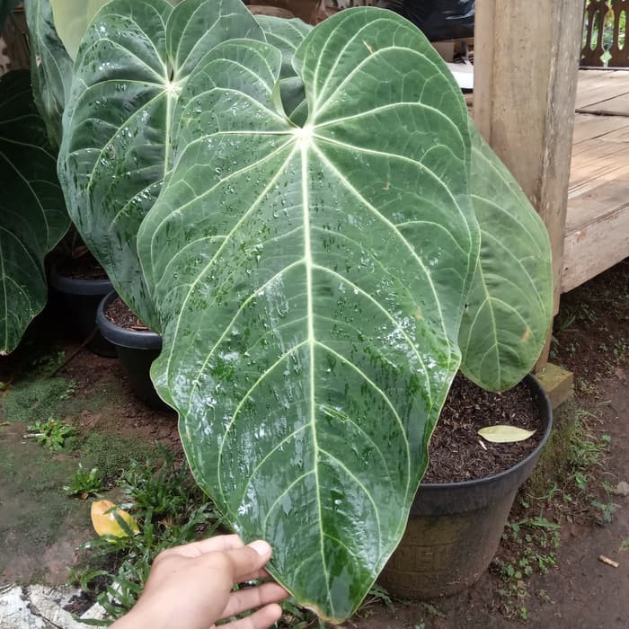 tanaman hias antharium magnificum atau kuping gajah kalong ukuran sedang
