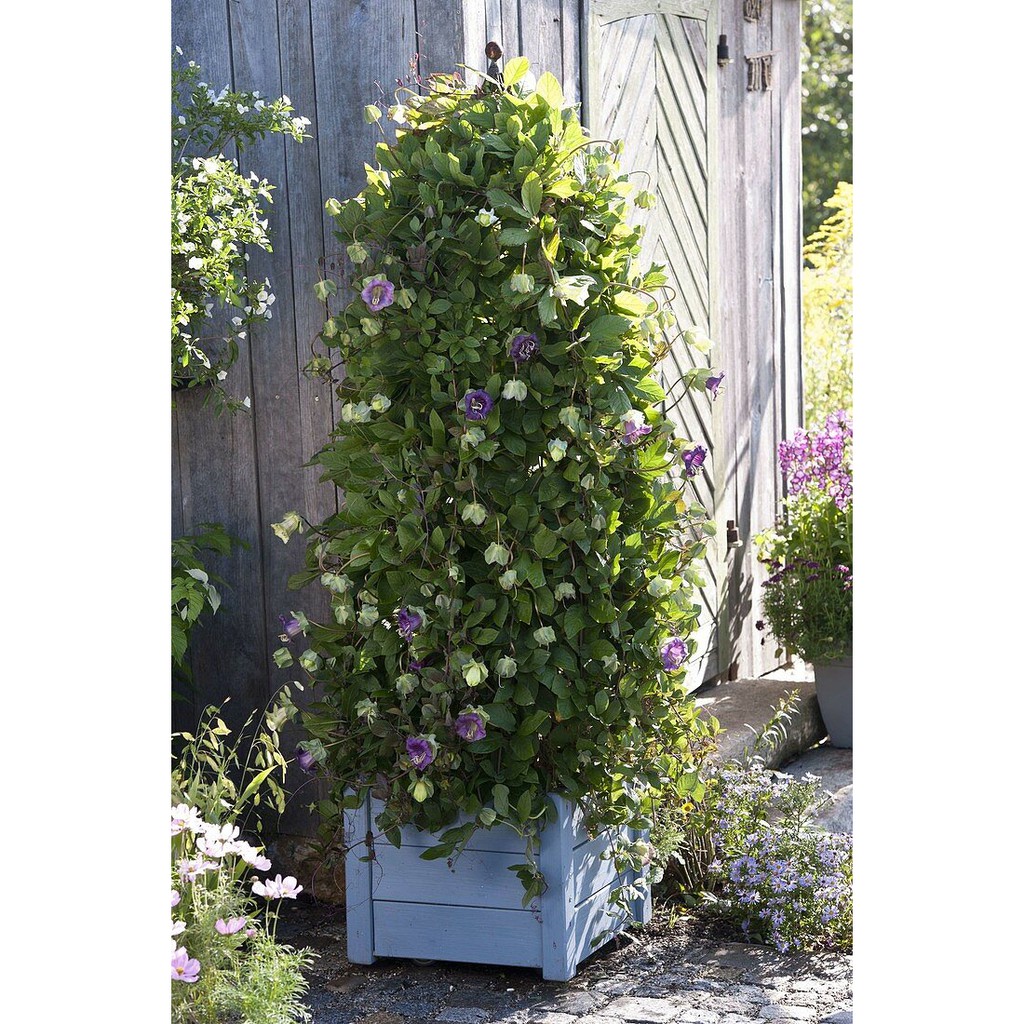 Benih Bibit Biji - Cobaea Scandens Cav. Cup and Saucer Vine Bunga Lonceng Katedral Seeds - IMPORT