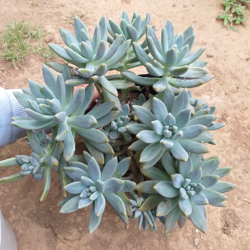 sukulen Big Bonsai Jumbo Graptosedum Echeveria  besar sculen sukulen