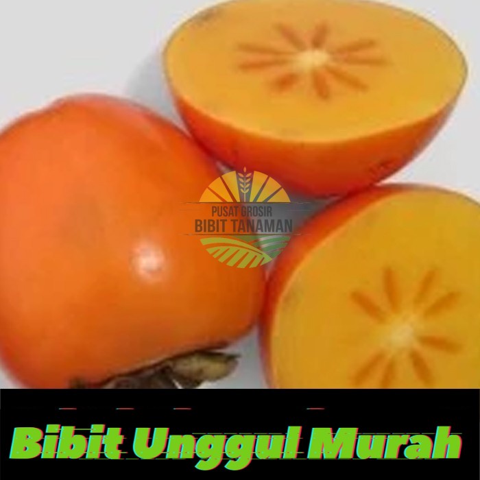 bibit buah kesemek